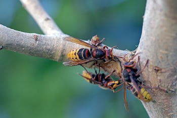 Avispas asiáticas (AdobeStock)