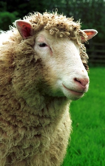 Oveja Dolly