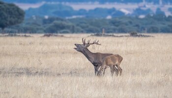 La berrea en España (Shutterstock