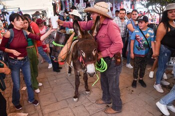 Los burros reciben el cariño