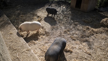 Las exportaciones de porcino se resienten por la PPA, con casi 350 millones menos de Japón y México