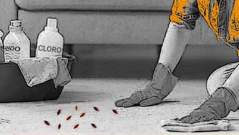 Las cucarachas son una plaga