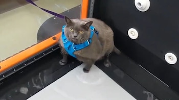 Cinderblock tiene obesidad mórbida y