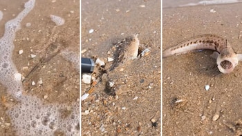 Ten cuidado con este pez cuando camines por la playa, puede inyectarte veneno a través de sus espinas si lo pisas