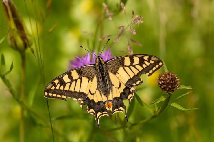 La evaluación sobre mariposas estimó que las zonas resguardadas deberían cubrir el 27% del territorio nacional para representar de forma adecuada a todas las variedades estudiadas (Magnific)