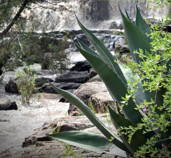 Fue en el jardín botánico