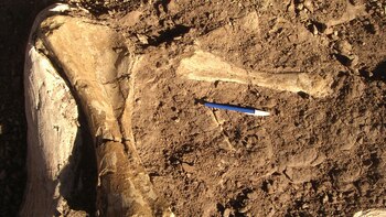 El nombre Cienciargentina honra las