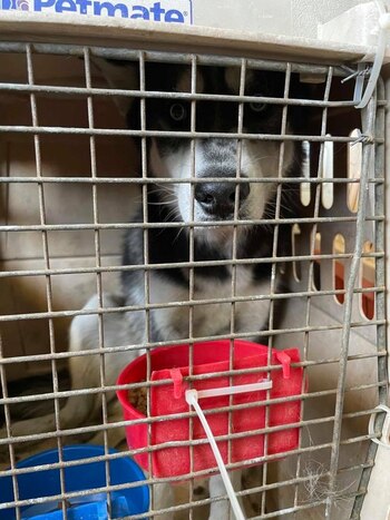 Los perros habrían quedado dentro