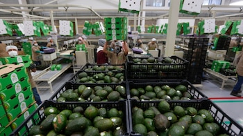 EEUU deja de importar aguacate mexicano por alerta de seguridad en Michoacán