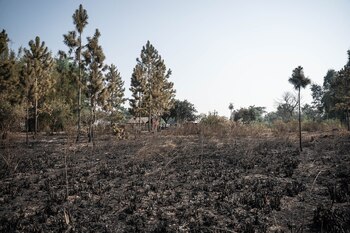 Las pérdidas económicas por los