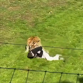 Hombre muere al ser atacado por un tigre
