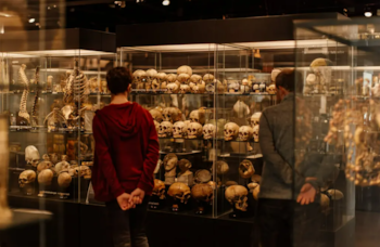 Dos personas de espaldas contemplan vitrinas de cristal llenas de numerosos cráneos humanos y modelos de esqueletos en un museo con iluminación ambiental