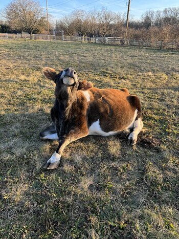 Helen, una vaca de 19