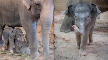 Solo quedan entre 40 mil