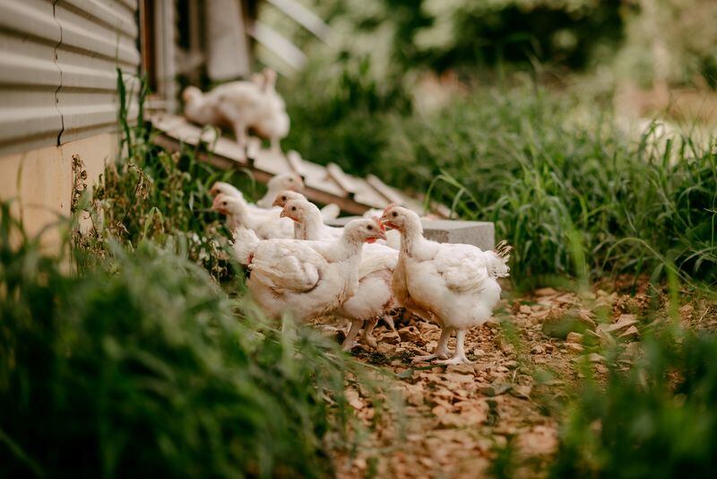 Foto de archivo. Aves orgánicas en la granja Valley View en Linville, Virginia. Julio de 2019. Farmer Focus/Handout via REUTERS