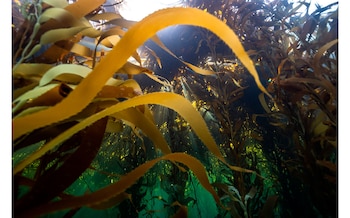 Así es el bosque de