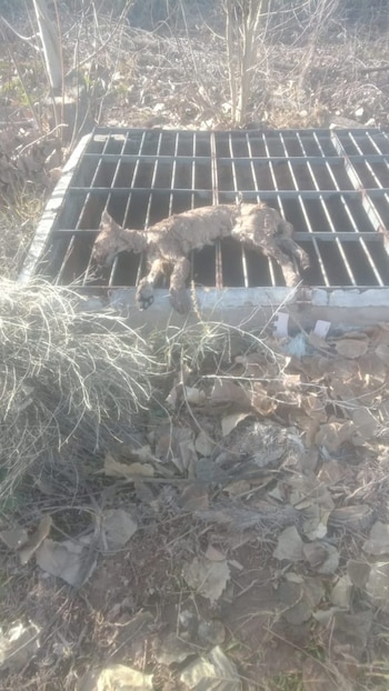 Hallaron muerto un puma en Mendoza