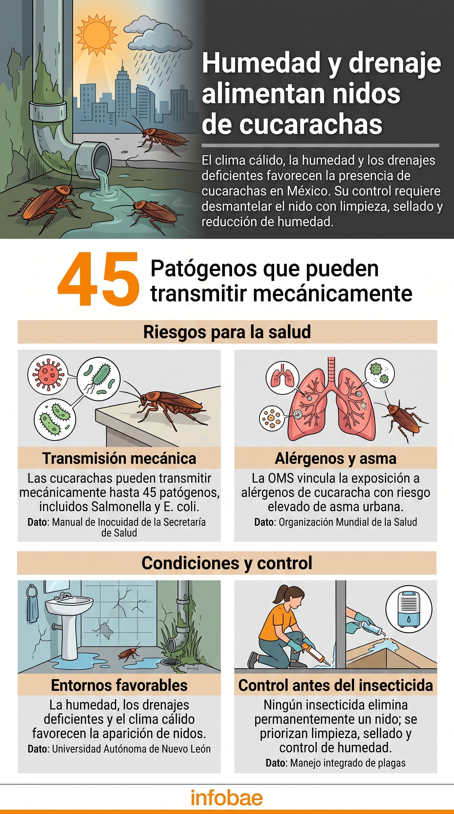 Hasta 45 patógenos pueden transmitirse de forma mecánica por estos insectos, según el Manual de Inocuidad de la Secretaría de Salud. (Imagen Ilustrativa Infobae)
