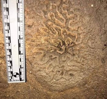 Los expertos nombraron a la