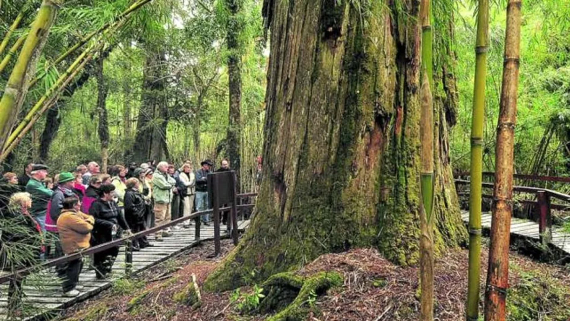 La presión histórica sobre el alerce por la explotación de su madera derivó en medidas legales como la prohibición de tala en Chile desde 1976.