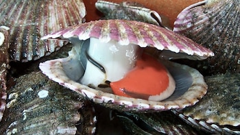 Perú endurece la regulación de