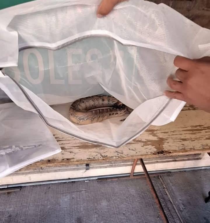 Las autoridades investigarán a los dos ocupantes que transportaban a los reptiles