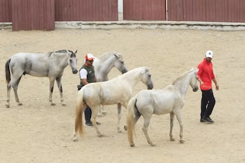 Cada transferencia de un caballo
