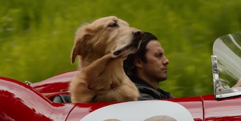 "Mi amigo Enzo" se coloca