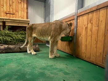 Sus cuidadores esperan que pueda