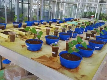 Las investigadoras recolectaron muestras en