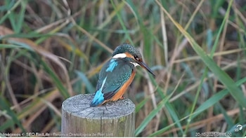 Así reaccionará la naturaleza al eclipse: Aves a sus dormideros, insectos cambian su actividad y las flores se cierran