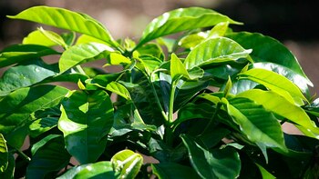 Conoce todos los beneficios que