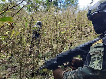 Los equipos tácticos localizaron aproximadamente 16,000 arbustos de supuesta hoja de coca en una zona montañosa de Colón. (Foto: Fuerzas Armadas de Honduras)