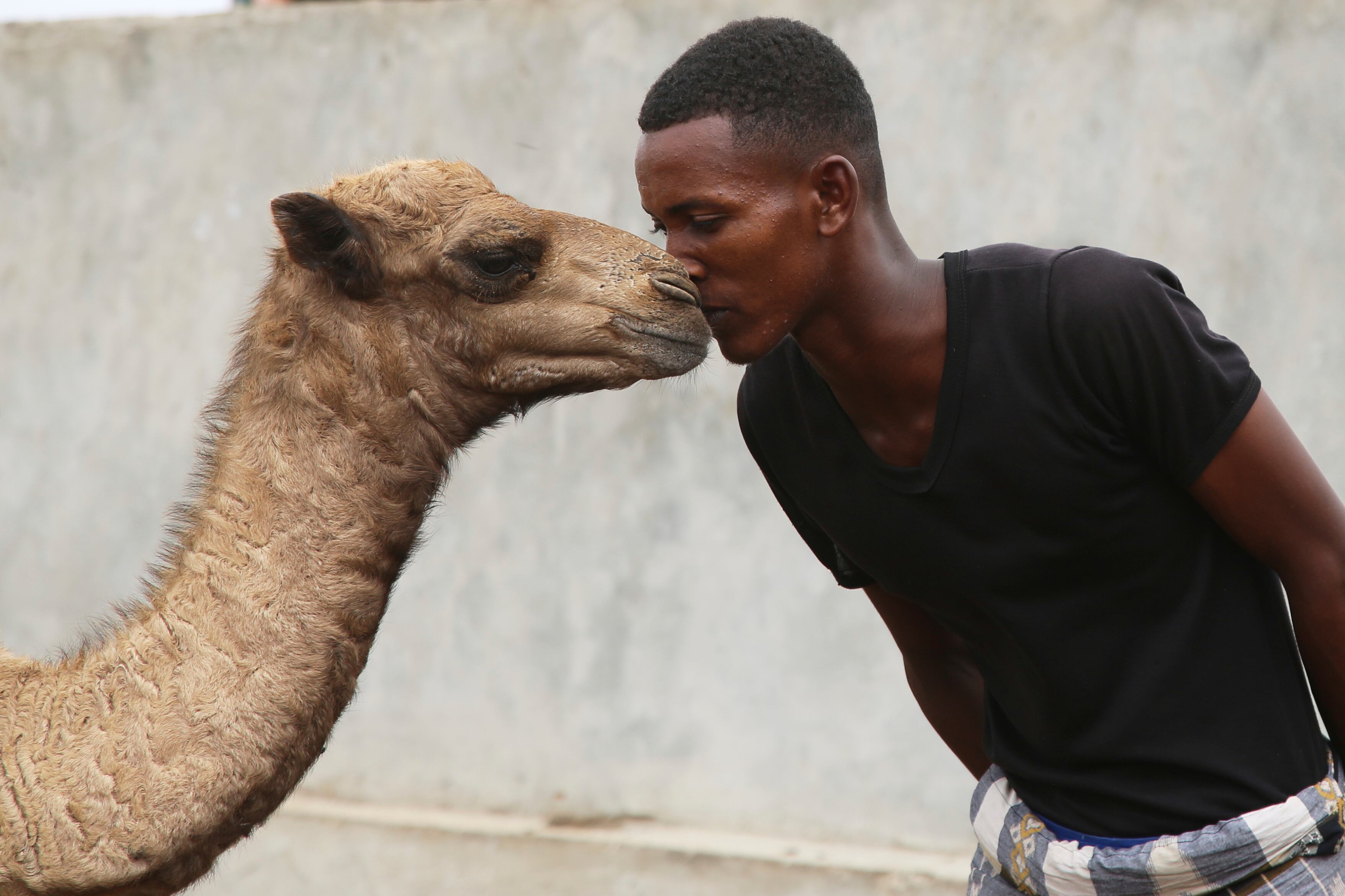 Aunque los Camelops se extinguieron en Norteamérica, sus parientes modernos continúan representando la adaptación y la resistencia de este antiguo linaje en otras regiones del mundo (AP Photo/Farah Abdi Warsameh)