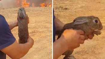 El rescate de un conejo