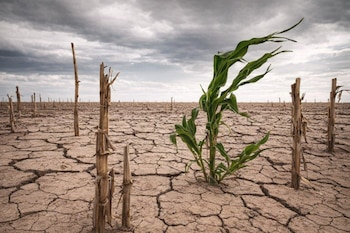 Campo seco y agrietado con tallos de maíz muertos y una planta verde solitaria. El cielo está nublado y gris.