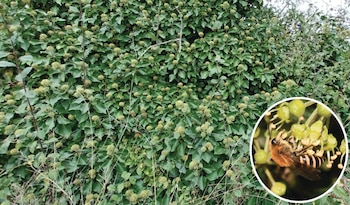 Muro cubierto de hiedra con inflorescencias esféricas y un círculo superpuesto que contiene una abeja posada sobre flores verdes
