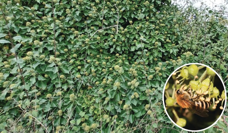 Las abejas melíferas expulsaron o persiguieron a insectos rivales en al menos uno de cada cinco desenlaces favorables (Gentileza, estudio: Las abejas melíferas superan directamente a otros visitantes florales mediante la competencia por interferencia en recursos compartidos, publicado en Ecological Entomology)