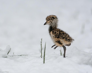 Un pichón recién nacido, en