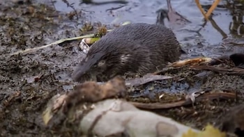 El cambio climático, la agricultura