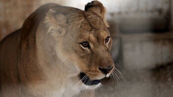 Cinco felinos fueron rescatados y