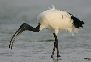 Ejemplar de ibis sagrado. (Steve Garvie/Wikimedia Commons)