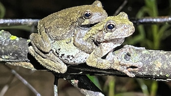 Cómo el exceso de pretendientes confunde a las ranas arborícolas y podría alterar su genética