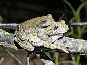 Tres ranas arborícolas de colores verdosos y marrones sobre una rama. Dos ranas están una encima de la otra, y la tercera se ve a la derecha. Fondo oscuro