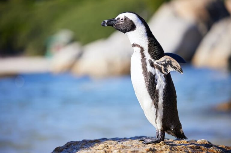 El pingüino africano es el único que anida en tierra firme en todo el continente africano. La IUCN advierte que las amenazas sobre su hábitat no ceden y que el tiempo se acorta (Magnific)