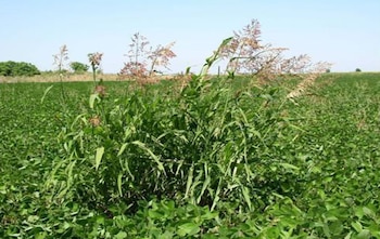 Sorgo de Alepo (Sorghum halepense)