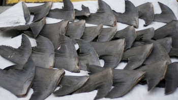 Aletas de tiburón en Hong Kong. (Cloneofsnake, CC BY-SA 2.0)