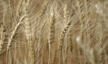 Se discute si las importaciones