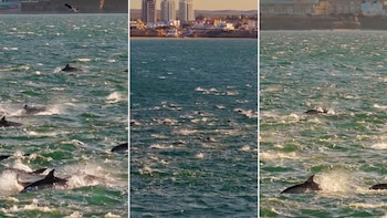 Impactante avistamiento en Las Grutas: más de 500 delfines avanzaron sincronizados cerca de la costa