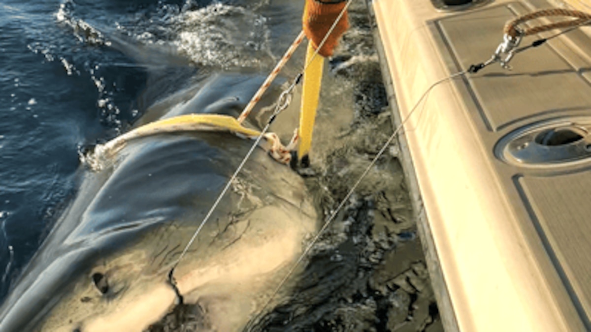 Contender, uno de los grandes tiburones blancos estudiados por científicos